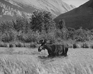 Banff National Park Images Prints: Moose Bathing