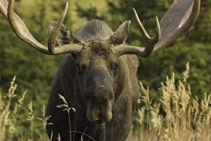 Moose bull with antlers, Chugach State Park, Alaska Moose bull with antlers, Chugach State Park, Alaska
