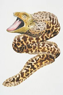Moray Eel, in attack position with jaws open showing sharp teeth Moray Eel, in attack position with jaws open showing sharp teeth