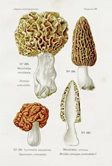 Magical world illustration/palmer illustrated collection/morel mushroom 1891 Magical world illustration/palmer illustrated collection/morel mushroom 1891