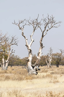 Moringa tree -Moringa ovalifolia-, Fairytale Forest, Sprokieswood, Etosha National Park Moringa tree -Moringa ovalifolia-, Fairytale Forest, Sprokieswood, Etosha National Park