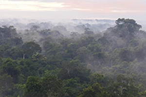 Morning mist over the treetops of the rainforest, Tambopata Nature Reserve Morning mist over the treetops of the rainforest, Tambopata Nature Reserve