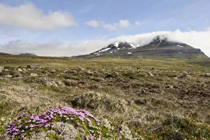 Moss campion or Cushion Pink -Silene acaulis-, Bakkaheioi, north coast, Iceland, Europe Moss campion or Cushion Pink -Silene acaulis-, Bakkaheioi, north coast, Iceland, Europe