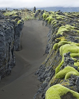 Moss on old lava field, Southern Region, Iceland Moss on old lava field, Southern Region, Iceland