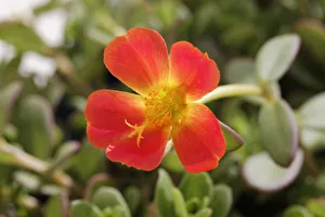 Moss-rose Purslane -Portulaca grandiflora-, garden plant, Bavaria, Germany Moss-rose Purslane -Portulaca grandiflora-, garden plant, Bavaria, Germany