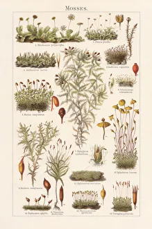 Digital vision vectors/insect lithographs/mosses lithograph published 1897 Digital vision vectors/insect lithographs/mosses lithograph published 1897