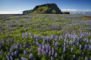 Mossy mountain, Nootka lupine -Lupinus nootkatensis- at Vik i Myrdal, South Coast Mossy mountain, Nootka lupine -Lupinus nootkatensis- at Vik i Myrdal, South Coast