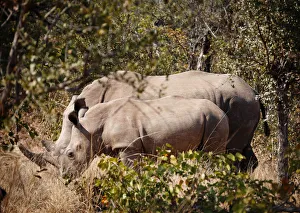 Mother and baby white rhinos, Zambia Mother and baby white rhinos, Zambia