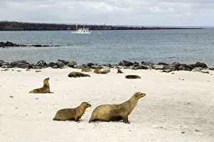 Mother and child sea lions, Galapagos Islands Mother and child sea lions, Galapagos Islands