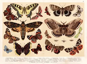 Moths and butterflies chromolithography 1888 Moths and butterflies chromolithography 1888