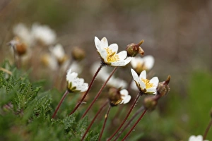 Mountain Avens or White Dryas (Dryas octopetala), Burren, Ireland, Europe Mountain Avens or White Dryas (Dryas octopetala), Burren, Ireland, Europe