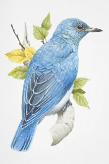 Mountain Bluebird, sialia currucoides, turquoise blue bird sitting on a branch Mountain Bluebird, sialia currucoides, turquoise blue bird sitting on a branch