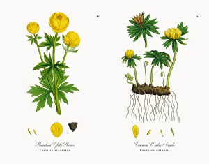 Mountain Globe Flower, Trollius europaeus, Victorian Botanical Illustration, 1863 Mountain Globe Flower, Trollius europaeus, Victorian Botanical Illustration, 1863