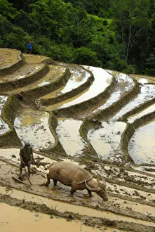 Travel imagery/travel photographer collections stefan auth travel photography/mountain paddy irrigated rice terraces Travel imagery/travel photographer collections stefan auth travel photography/mountain paddy irrigated rice terraces
