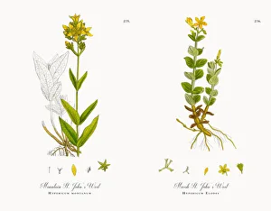 Mountain St. Johnas Wort, Hypericum montanum, Victorian Botanical Illustration, 1863 Mountain St. Johnas Wort, Hypericum montanum, Victorian Botanical Illustration, 1863