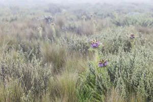 Mountain Thistle, Carduus keniensis, and tussock grass, moorland zone, Mount Kilimanjaro Mountain Thistle, Carduus keniensis, and tussock grass, moorland zone, Mount Kilimanjaro