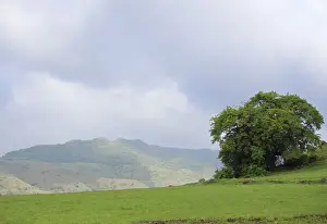 Maharashtra Travel Destinations Prints: Mountain and tree