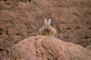 Images Dated 1st September 2005: Mountain Viscacha (Lagidium viscacia) perching on rock