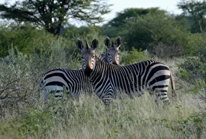Mountain zebras -Equus zebra-, Erongo Region, Namibia Mountain zebras -Equus zebra-, Erongo Region, Namibia