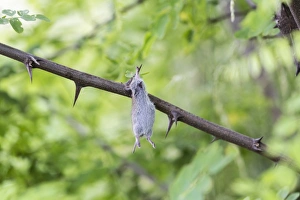 Mouse impaled on thorns, larder of a Red-backed Shrike Mouse impaled on thorns, larder of a Red-backed Shrike