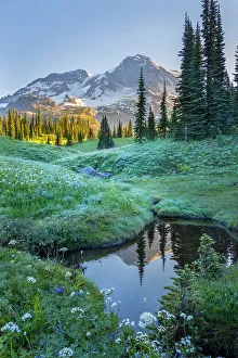 Mt. Rainier reflecting in tarn at dawn, Indian Henrys Hunting Ground, Mt Mt. Rainier reflecting in tarn at dawn, Indian Henrys Hunting Ground, Mt