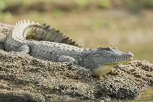 Mugger crocodile -Crocodylus palustris-, Chambal River, Rajasthan, India Mugger crocodile -Crocodylus palustris-, Chambal River, Rajasthan, India