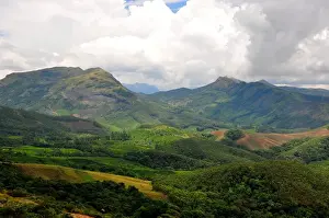Munnar Tea Garden Landscape Print