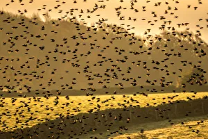 Murmuration with Golden light at sunset. England, UK Murmuration with Golden light at sunset. England, UK