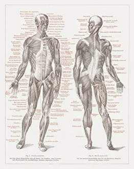 Muscles of man, lithograph, published in 1877 Muscles of man, lithograph, published in 1877