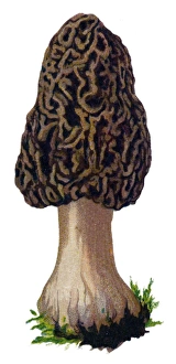 mushroom common morel, morel, yellow morel, true morel, morel mushroom, sponge morel mushroom common morel, morel, yellow morel, true morel, morel mushroom, sponge morel