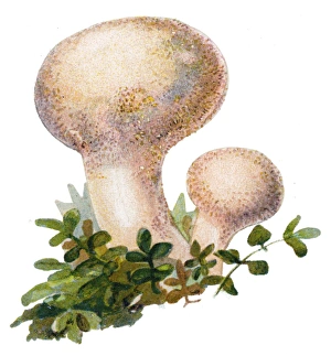 mushroom common puffball, warted puffball, gem-studded puffball, devils snuff-box mushroom common puffball, warted puffball, gem-studded puffball, devils snuff-box