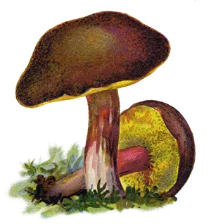 mushroom suede bolete, brown and yellow bolet, boring brown bolete, yellow-cracked bolete mushroom suede bolete, brown and yellow bolet, boring brown bolete, yellow-cracked bolete