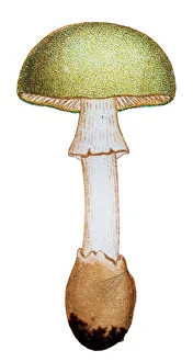 Mushrooms and fungi: Amanita phalloides (death cap) Mushrooms and fungi: Amanita phalloides (death cap)