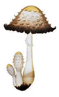 Mushrooms and fungi: Coprinus comatus (shaggy ink cap, lawyers wig) Mushrooms and fungi: Coprinus comatus (shaggy ink cap, lawyers wig)