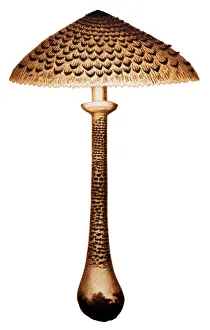 Mushrooms and fungi: Parasol mushroom (Macrolepiota procera or Lepiota procera) Mushrooms and fungi: Parasol mushroom (Macrolepiota procera or Lepiota procera)