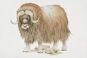 Images Dated 5th July 2006: Musk ox (Ovibos moschatus), shaggy coated with curving horns