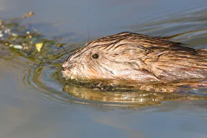 Muskrat -Ondatra zibethicus-, swimming, North Hesse, Hesse, Germany Muskrat -Ondatra zibethicus-, swimming, North Hesse, Hesse, Germany