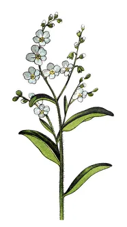 Myosotis scorpioides (syn. Myosotis palustris), the true forget-me-not, water forget-me-not Myosotis scorpioides (syn. Myosotis palustris), the true forget-me-not, water forget-me-not