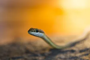 Namib-whip snake -Psammophis namibensis-, Swakopmund, Erongo Region, Namibia Namib-whip snake -Psammophis namibensis-, Swakopmund, Erongo Region, Namibia