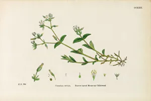 Narrow-leaved Mouse-Ear Chickweed, Cerastium Triviale, Victorian Botanical Illustration Narrow-leaved Mouse-Ear Chickweed, Cerastium Triviale, Victorian Botanical Illustration