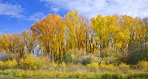 Narrowleaf cottonwood (Populus angustifolia) and willows in autumn along Gunnison River Narrowleaf cottonwood (Populus angustifolia) and willows in autumn along Gunnison River