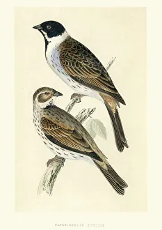 Natural History Birds - Black-headed bunting (Emberiza melanocep Natural History Birds - Black-headed bunting (Emberiza melanocep