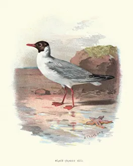 Natural History - Birds - Black headed Gull Natural History - Birds - Black headed Gull