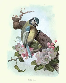 Digital vision vectors/bird lithographs/natural history birds blue tit Digital vision vectors/bird lithographs/natural history birds blue tit