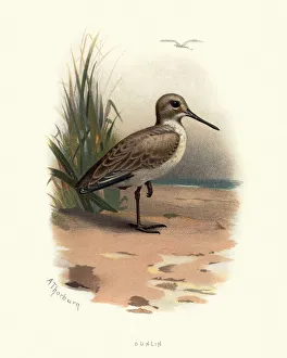 Natural history, Birds, dunlin (Calidris alpina) Natural history, Birds, dunlin (Calidris alpina)