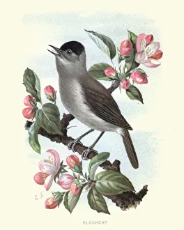 Natural History - Birds - Eurasian blackcap Natural History - Birds - Eurasian blackcap