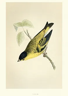 Natural History - Birds - Eurasian siskin Natural History - Birds - Eurasian siskin