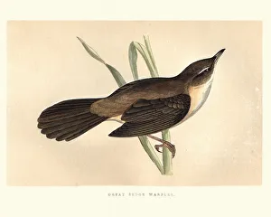 Natural History, Birds, Great sedge warbler Natural History, Birds, Great sedge warbler