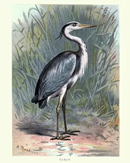 Digital vision vectors/bird lithographs/natural history birds grey heron Digital vision vectors/bird lithographs/natural history birds grey heron