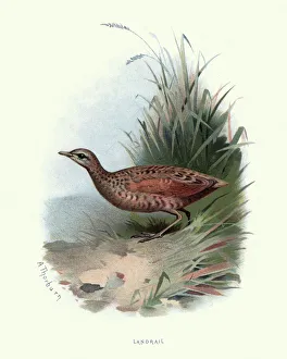 Digital vision vectors/bird lithographs/natural history birds landrail crex crex Digital vision vectors/bird lithographs/natural history birds landrail crex crex